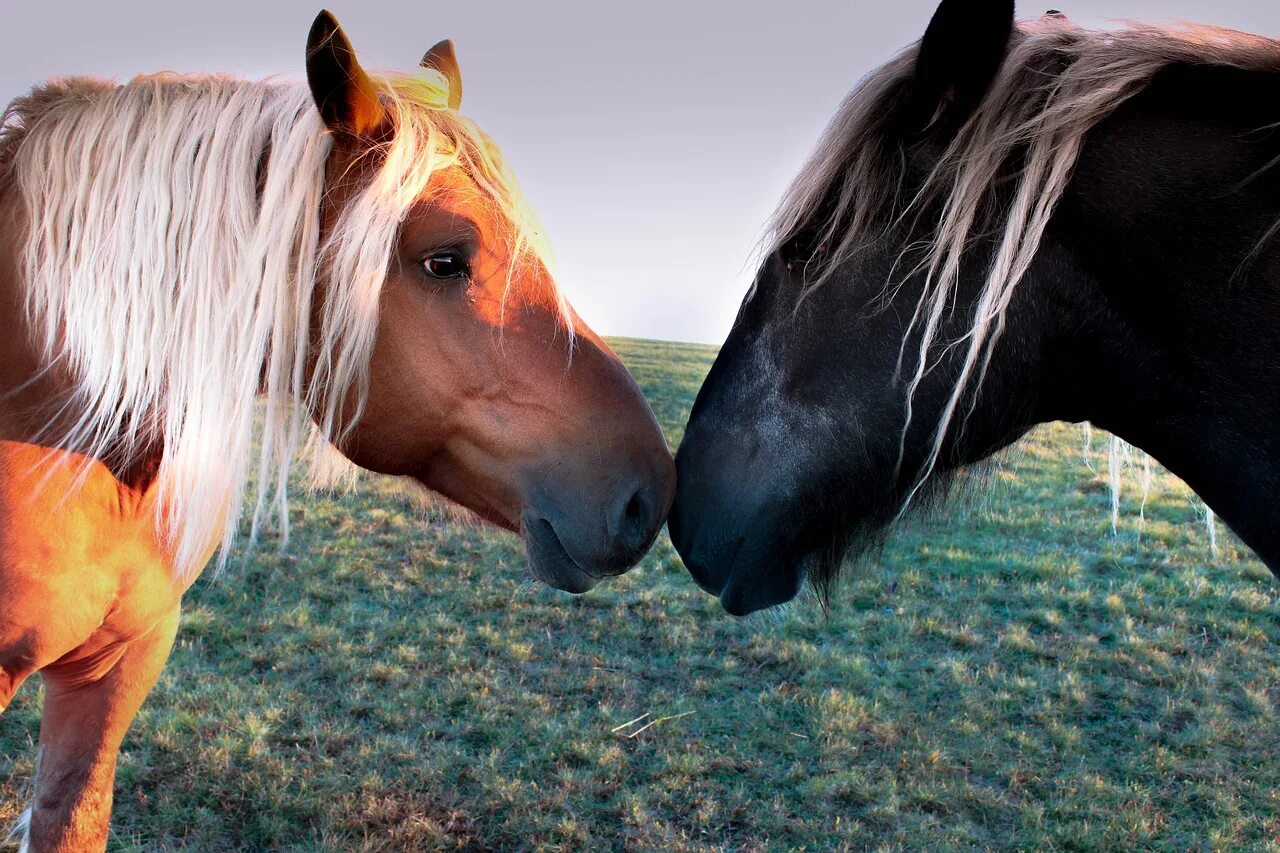 Лошади на природе. Милые лошади. Фото красивых лошадей на природе. Красивые морды лошадей. Добра коня
