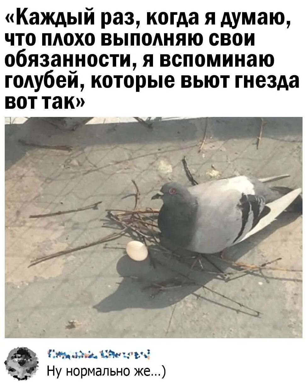 Смешные розетки. Работник бездельник. Голубь гнездо приемлемо. Голубь приемлемо гнездо мем. Плохо выполненная.
