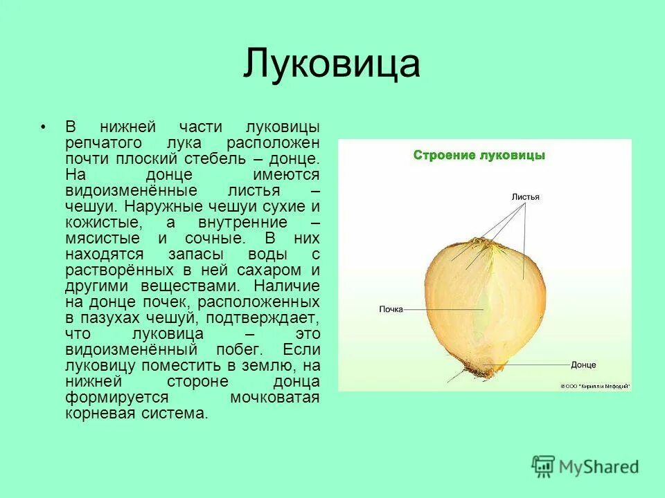 Видоизмененных подземных побегов. Мясистые чешуевидные листья. Видоизменённый побег луковица функции. Строение луковицы лука в разрезе. Видоизменения побегов у растений доклад.