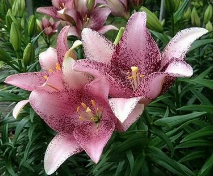 Лилия свит шугар фото и описание Sweet Sugar Oriental lily, Asiatic lilies, Lily