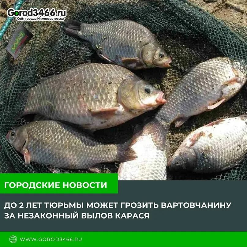 Ловить карасей в пруду. Улов карасей. крупный карась. ловля карася. рыбалка на карася.