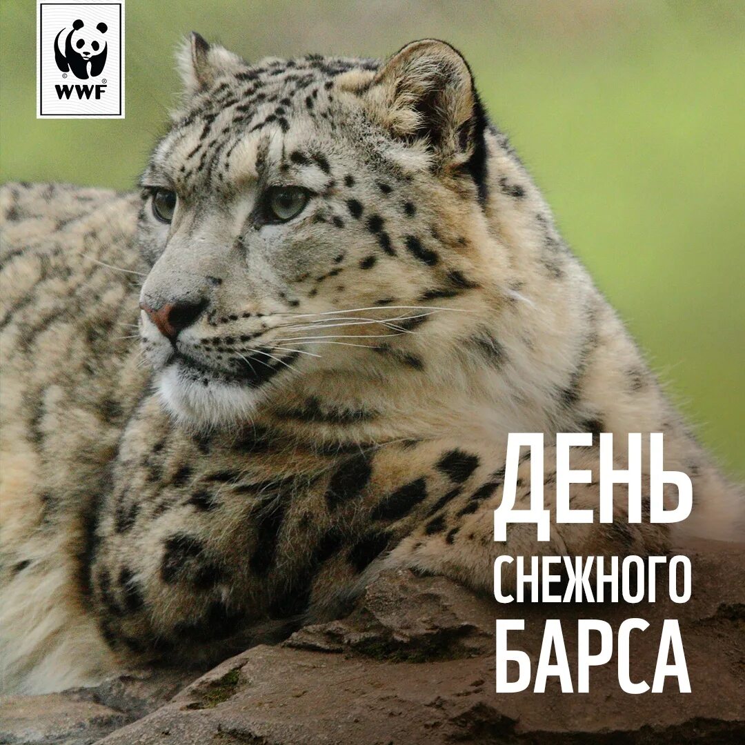 «Барс». День снежного Барса. Снежный Барс WWF. День ирбиса снежного Барса. Плакат в поддержку снежного барса