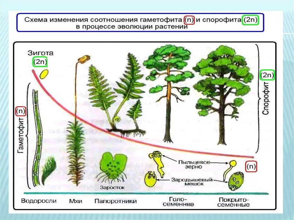 Спорофит описание. Схема цикла споровых растений. Высшие споровые растения жизненный цикл. Жизненные циклы растений гаметофит и спорофит. Схема жизненного цикла растений гаметофит.