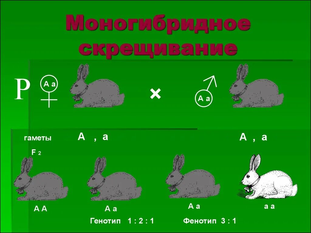 Моногибридное скрещивание f2. (Моногибридное скрещивание) @ 50%. Моногибридное скрещивание это скрещивание. Анализирующее моногибридное скрещивание. Моногибридное скрещивание гаметы.