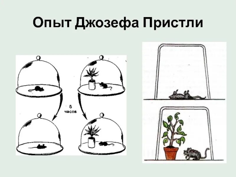Опыт изображенный на рисунке. Опыт Джозефа Пристли фотосинтез. Опыты Пристли по фотосинтезу. Джозеф Пристли опыт с мышью. Опыт Пристли фотосинтез.