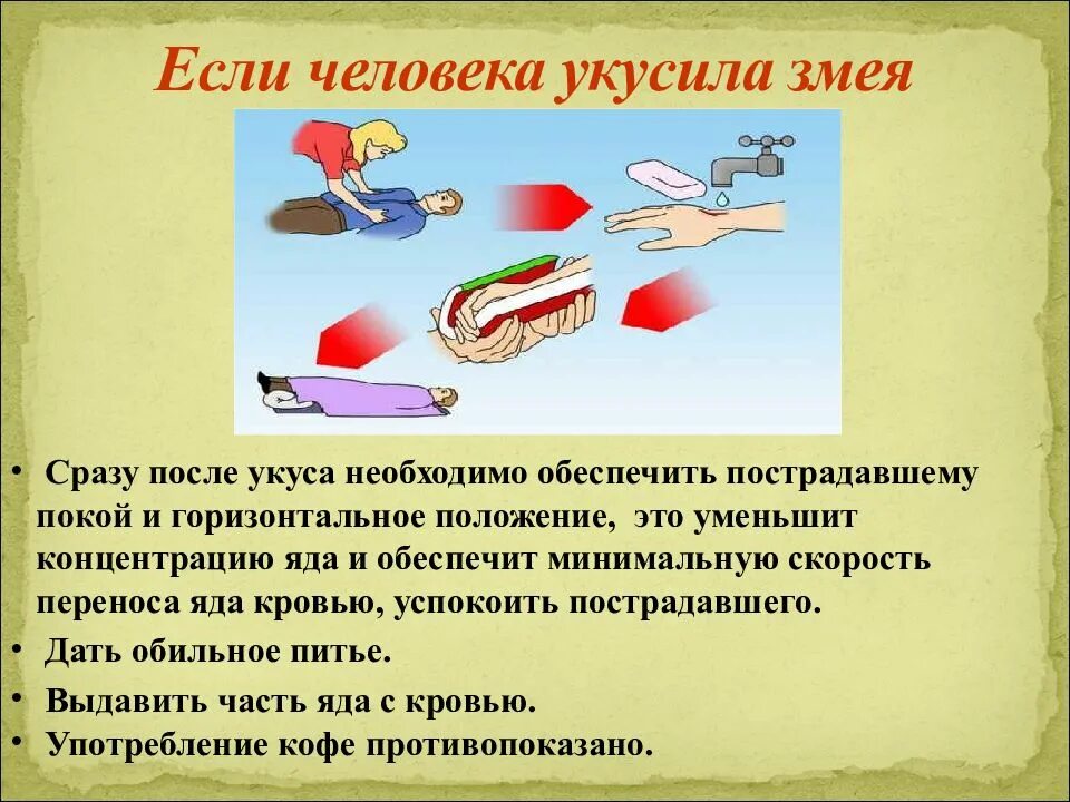 Действия после укуса змеи. Симптомы при укусе змеи. Как понять что тебя укусила змея.