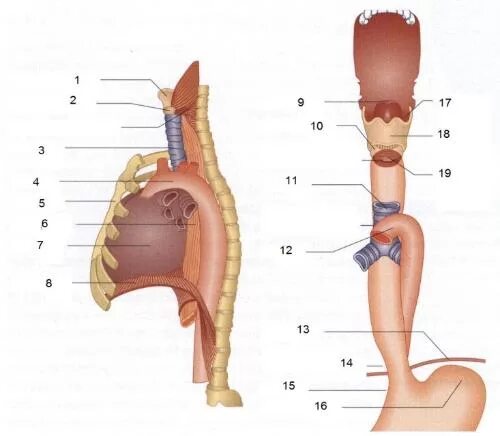 Пищевод и трахея расположение