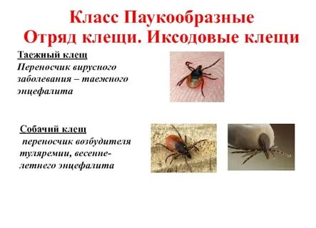 Таежный клещ является возбудителем энцефалита