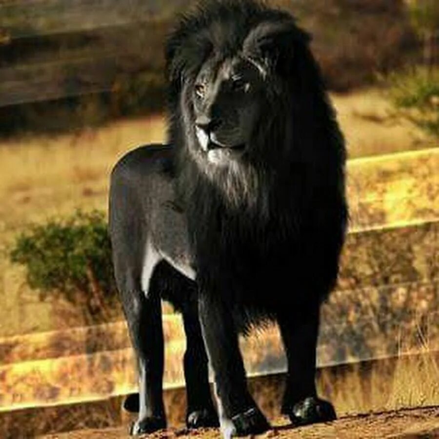 Stream Black Lion music Listen to songs, albums, playlists for free on SoundClou