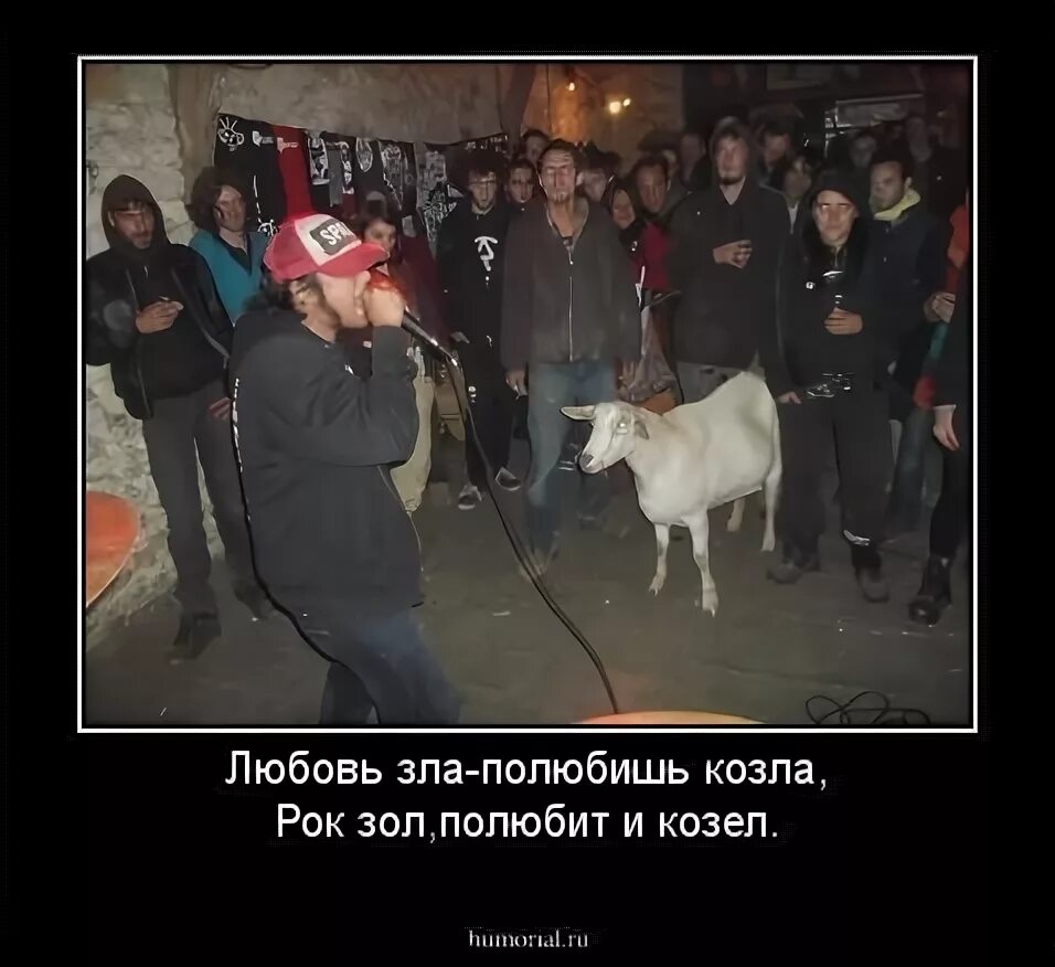 Любовь зла полюбишь и козел. Полюбишь и козла. любовь зла полюбишь и козла фото. любовь зла полюбишь. рок козел.