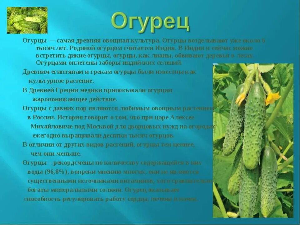 Огурцы культурное растение 3 класс