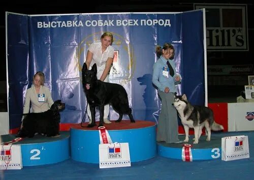 Классы собак на выставке. Выставочные собаки. Пьедестал для выставки собак. На выставке собак. Выставка щенков.