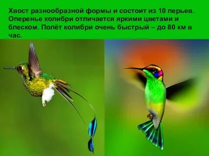 Отличается ярким и