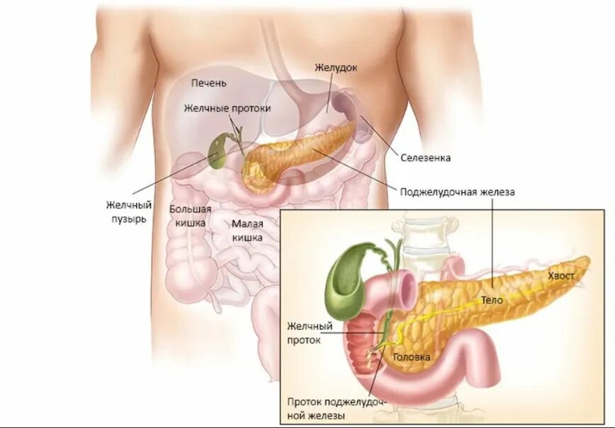 Проблемы поджелудочной железы у мужчин. Поджелудочная железа симптомы. Воспалительные заболевания поджелудочной железы. Поджелудочная железа симптомы заболевания у мужчин. Поджелудочная симптомы.