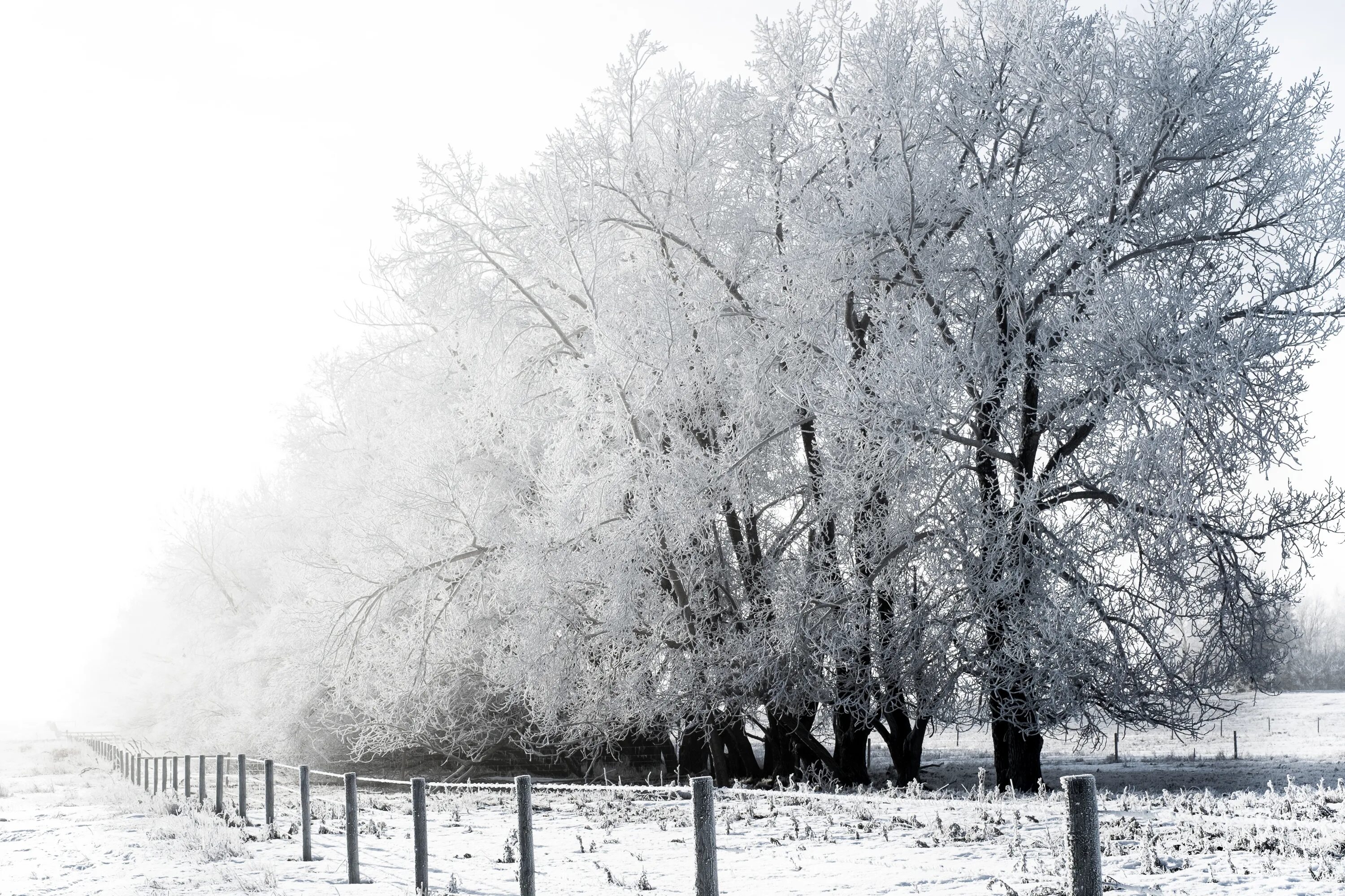 Какая погода в дерево. Монохромная зима. Зимний лес монохром. Зима скамейка деревья в инее. Туман, изморось.