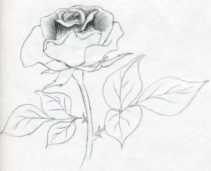 Как красиво нарисовать 4. Цветы для срисовки. Рисунки цветов для срисовки.