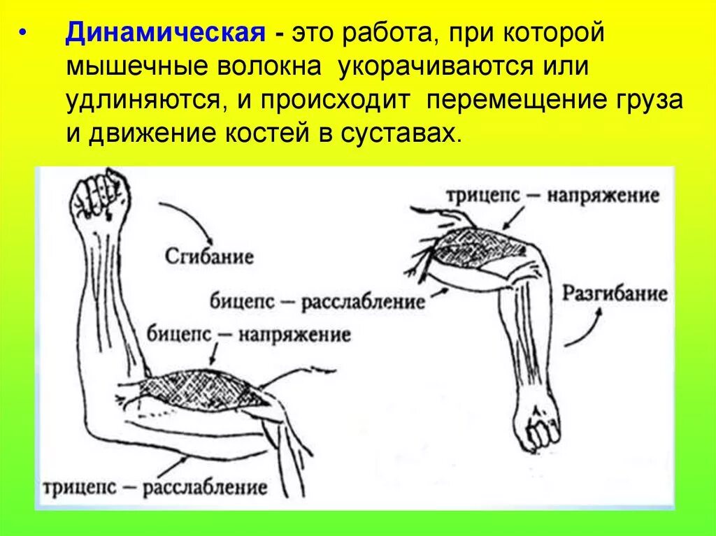 Динамическая нагрузка мышц. Статическая и динамическая работа мышц примеры. Статистическая и динамическая работа мышц. Схема статическая и динамическая работа мышц. Статическая и динамическая работа мышц физиология.