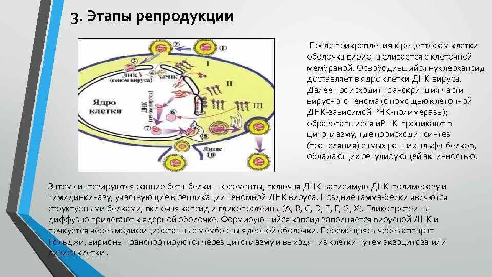 Растворение оболочки ядра происходит в. Этапы репродукции вирусов. Стадии репродукции вирусов схема. Этапы репродукции вируса герпеса.