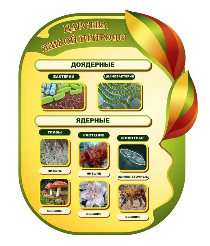 Биология оформление стендов