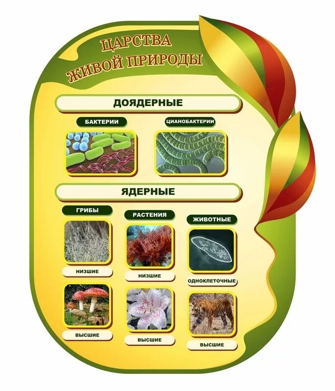 Оформление класса биологии. Стенды для кабинета биологии. Интересные стенды для школы. Стенд царство живой природы. Материал для стенда в кабинет биологии.