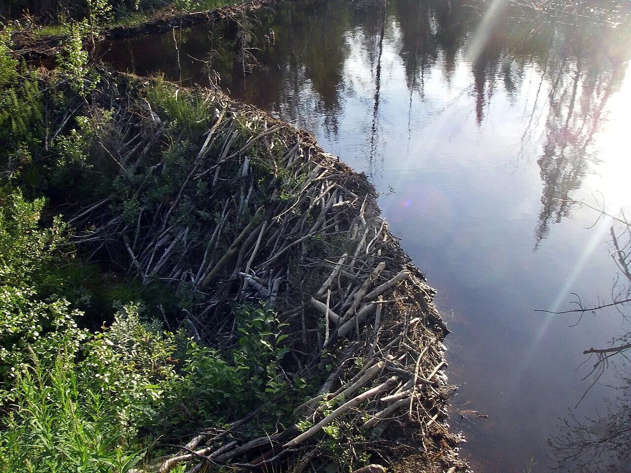 Люди перегородили реку большой плотиной вода выше. Вуд-Баффало плотина. Обыкновенный Бобр плотина. Плотина Бобров. Канадский Бобр плотина.