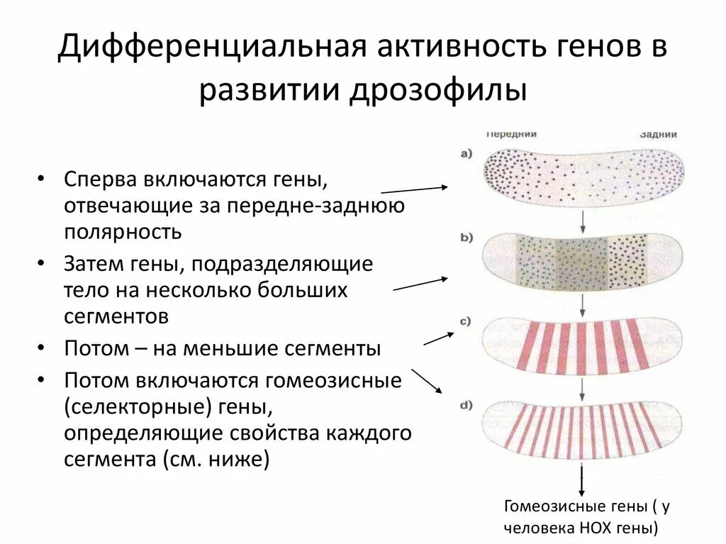 Гены онтогенеза. Основные положения гипотезы дифференциальной активности генов. Дифференциальная активность генов в онтогенезе. Дифференциальная активность генов на разных этапах развития. Механизмы дифференциальной активности генов в онтогенезе.