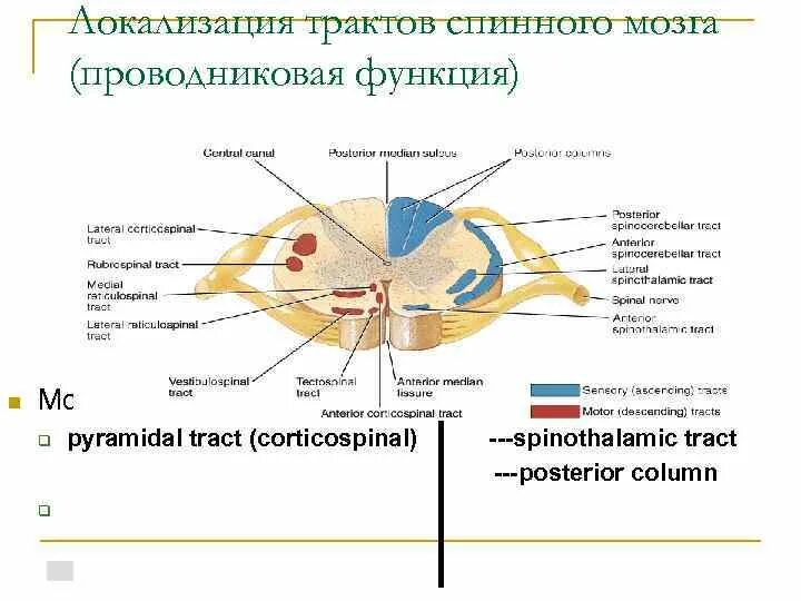 Таблица 4. проводниковая функция спинного мозга. Локализация нервных центров спинного мозга. Тракты спинного мозга схема. Локализация центров в спинном мозге. Вещество спинного мозга выполняющие проводниковую функцию