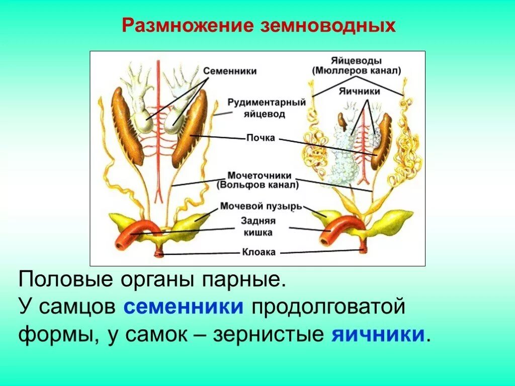 Система размножения лягушек. Системы органов амфибий. Земноводные строение половой системы. Половая система амфибий таблица.