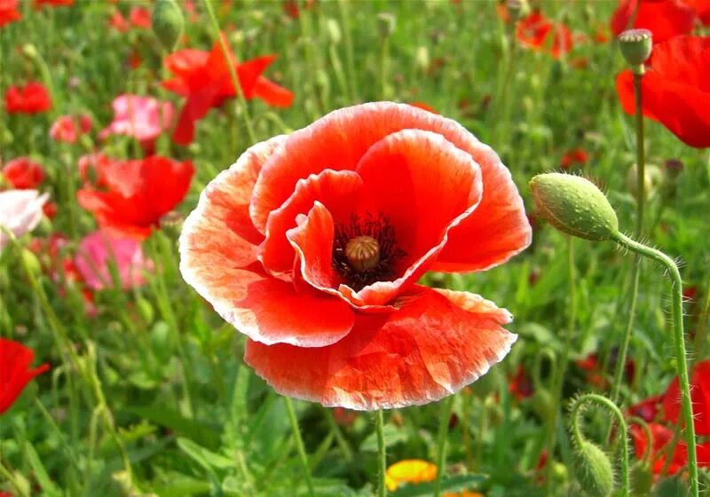 Corn poppies. Мак самосейка. Мак Пикоти самосейка. Мак самосейка латынь. Желтый Мак самосейка.