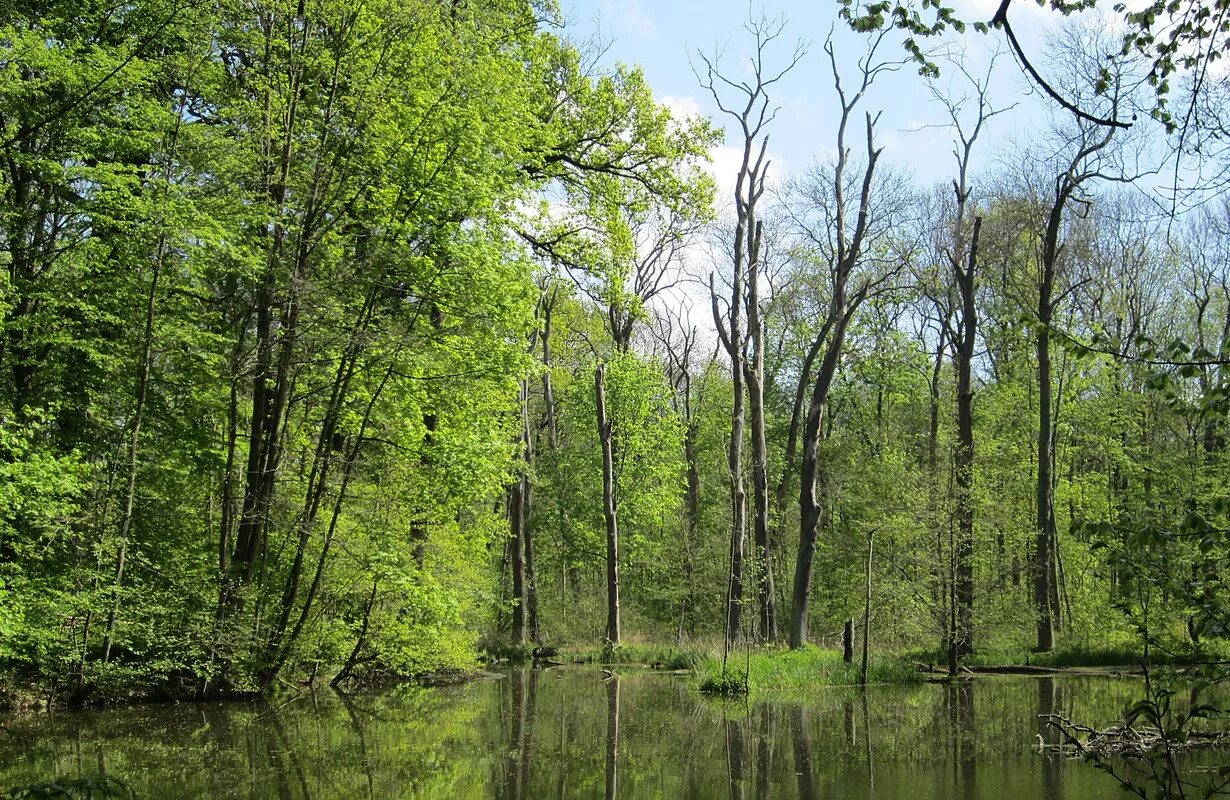 Forest side