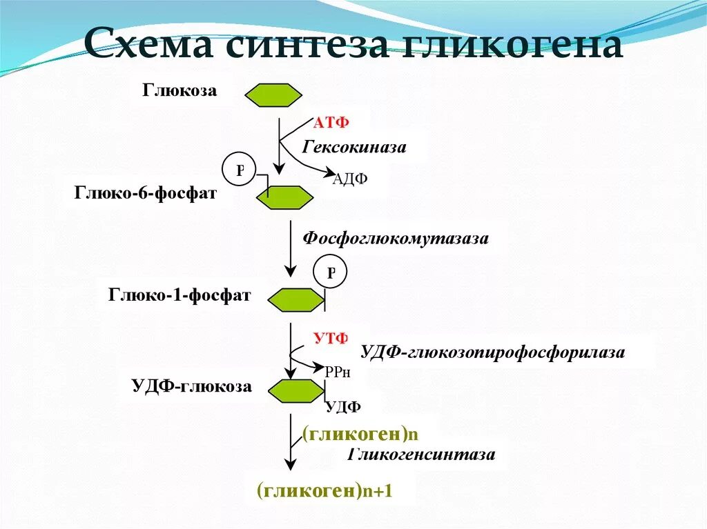 Превращение в печени гликогена в глюкозу. Биосинтез гликогена схема. Схема синтеза гликогена из Глюкозы. Синтез гликогена биохимия схема. Схема расщепления гликогена.