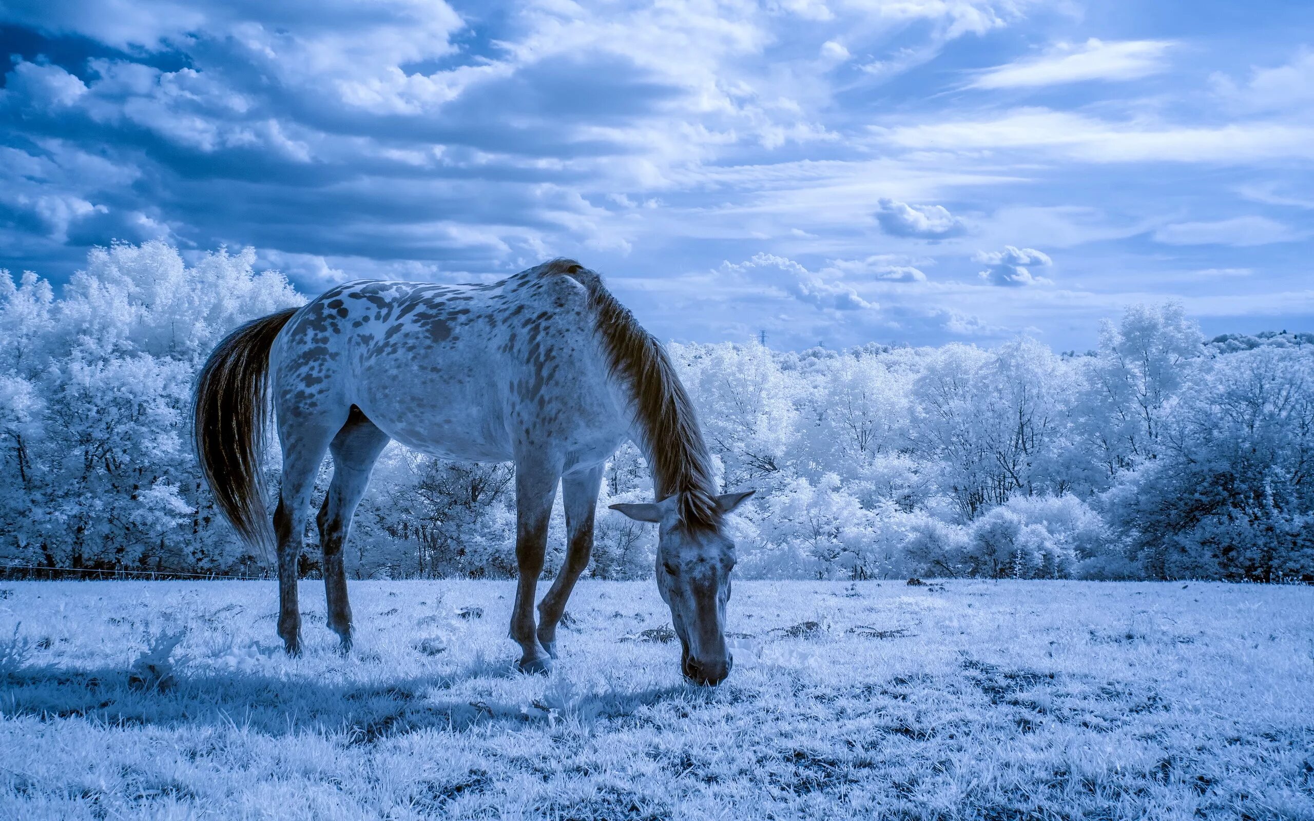Обои лошади. Лошади на природе. Заставка на рабочий стол лошади. Лошади зимой. Картинки лошадей на заставку