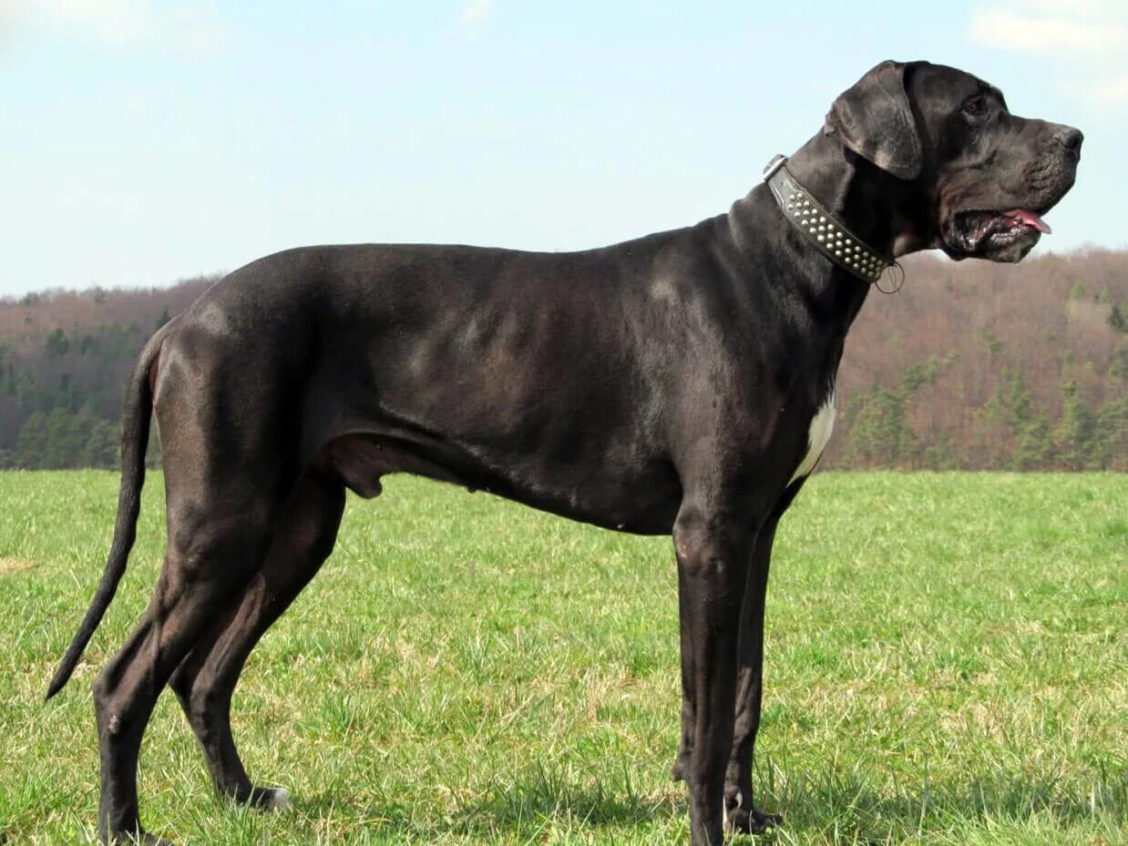 Самая большая собака название. Great Dane порода собак. Датский дог Зевс. Порода собак Королевский дог. Мастиф Зевс.