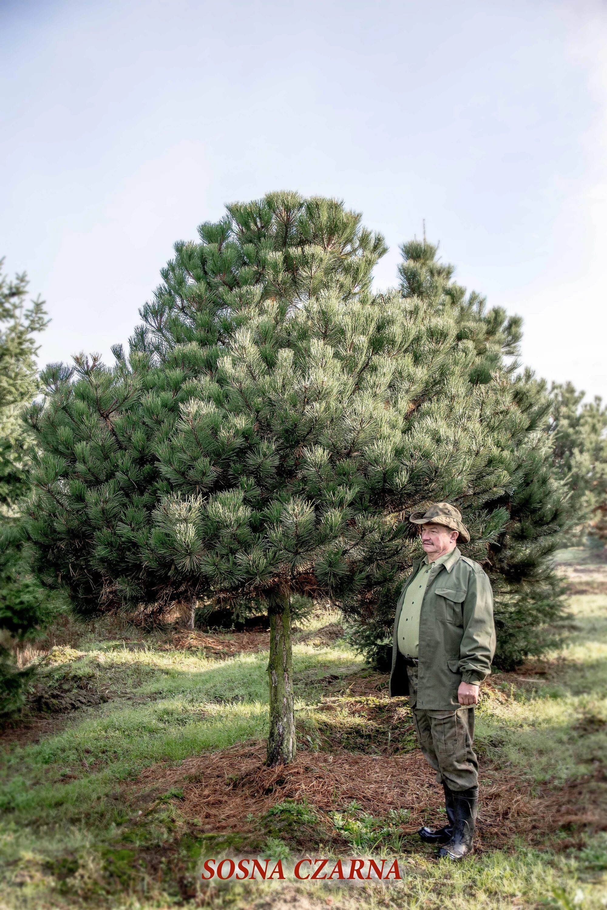 Орегон Грин сосна ниваки. Сосна Горная Орегон Грин. Сосна черная Oregon Green. Сосна черная Орегон Грин Oregon Green.