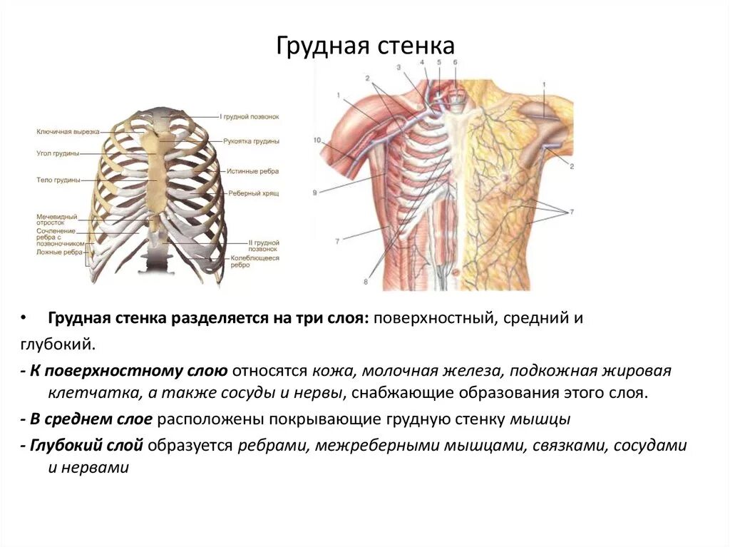 Послойная анатомия грудной стенки. Слои грудной клетки топография. Слои грудной клетки топографическая анатомия.