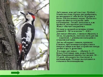 5 фактов о дятле