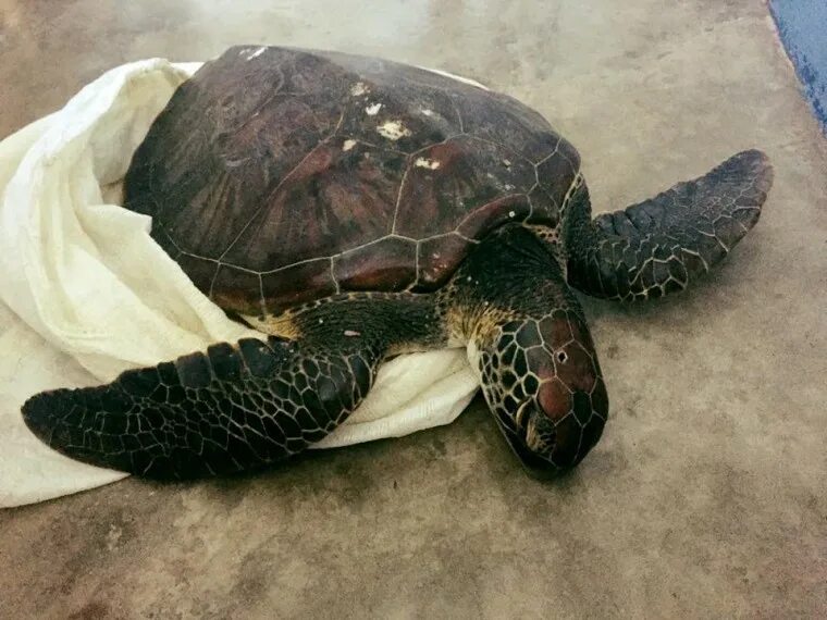 Выпустим черепаху. Черепахи на Бали. Владивостокская черепаха.
