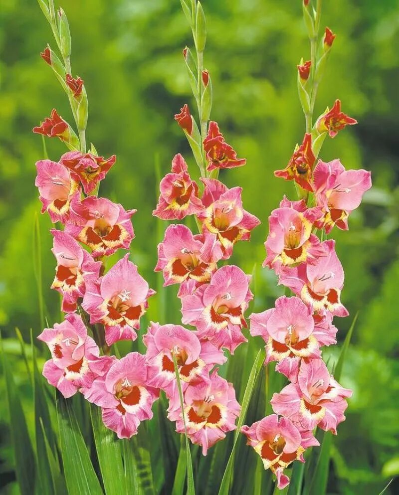 Гладиолус хё маджести. Гладиолусы. Типа гладиолусы. Гладиолус принцесса маргарет. Гладиолус шпажник.