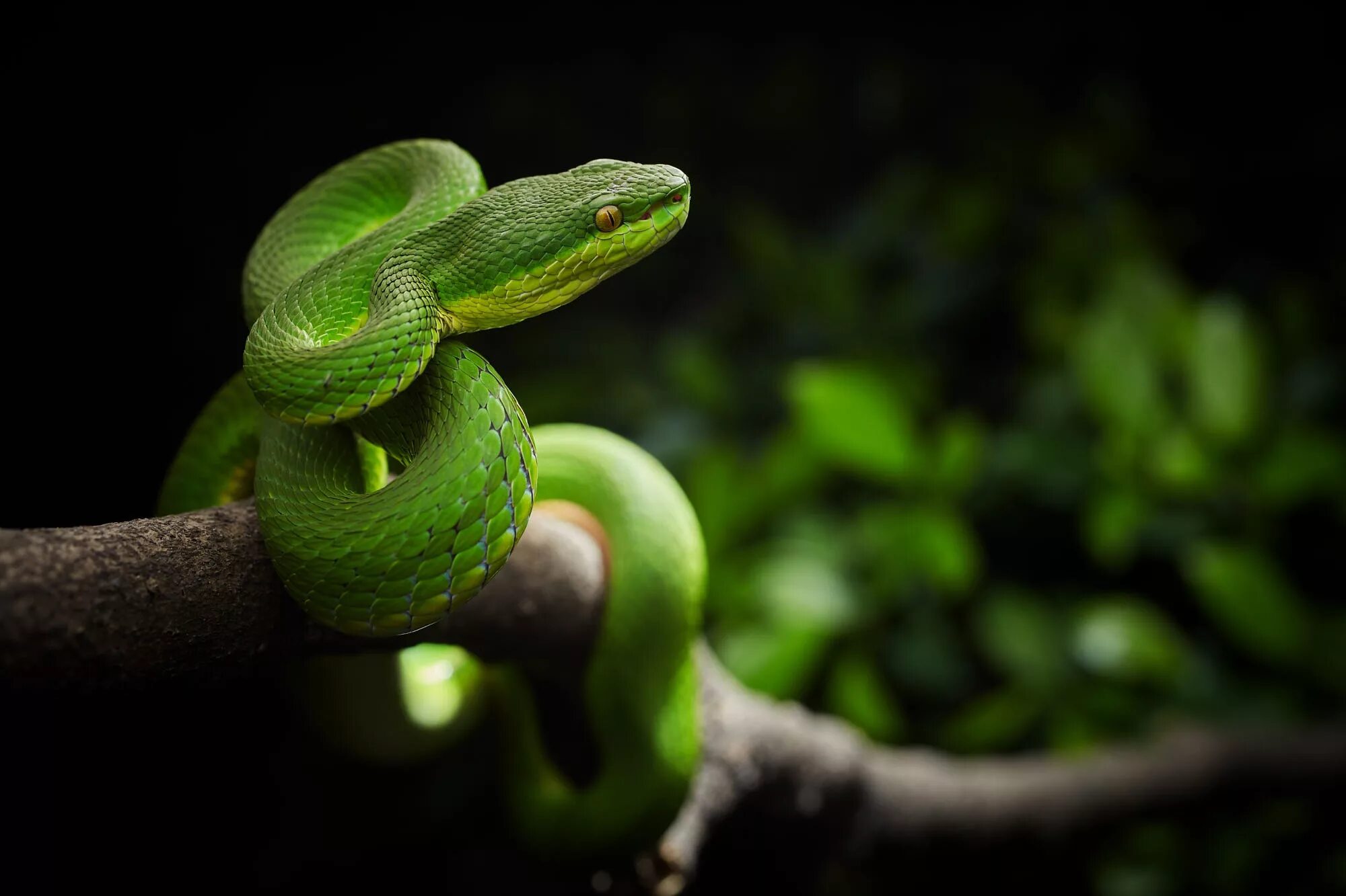 Snake x. Великолепная куфия змея. Зеленая гадюка. Пресмыкающиеся змея. Trimeresurus stejnegeri.
