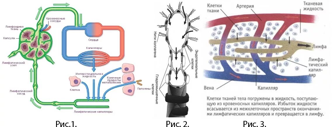 Лимфа и межклеточная жидкость. Клетка и межклеточная жидкость. Клетка и межклеточное пространство. Клетка в межклеточном простран.