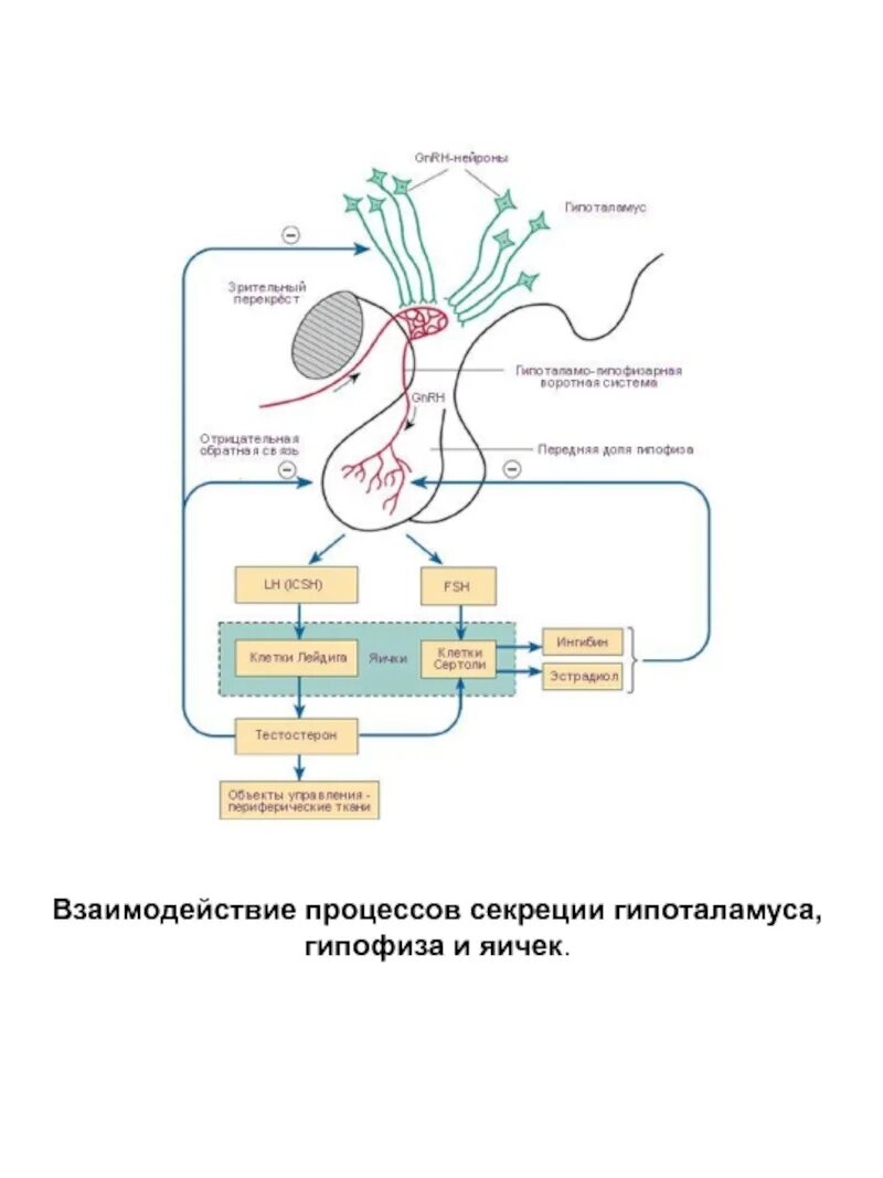 Гормоны гипоталамо-гипофизарной системы. Регуляция секреции тестостерона схема. Гипоталамо-гипофизарная система схема. Регуляция секреции гормонов гипоталамо-гипофизарная система.