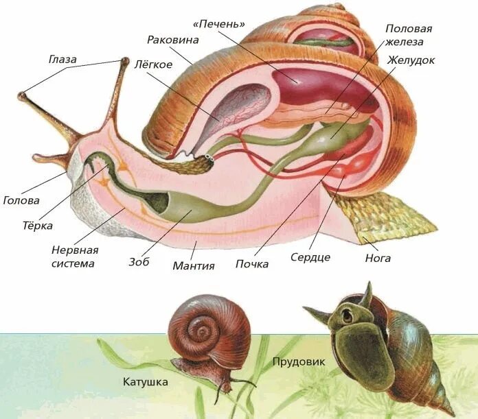 Внутреннее строение улитки прудовика. Тело брюхоногого моллюска строение раковины. Внутренне строение обыкновенного прудовика. Брюхоногие моллюски Виноградная улитка строение. У прудовика печень