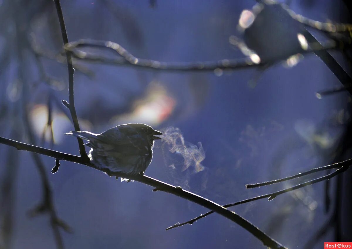 Птицы зимой песни. Птицы поют зимой. Пение птиц на морозе. Зимующие птицы-Поющие. Пение птиц зимой.