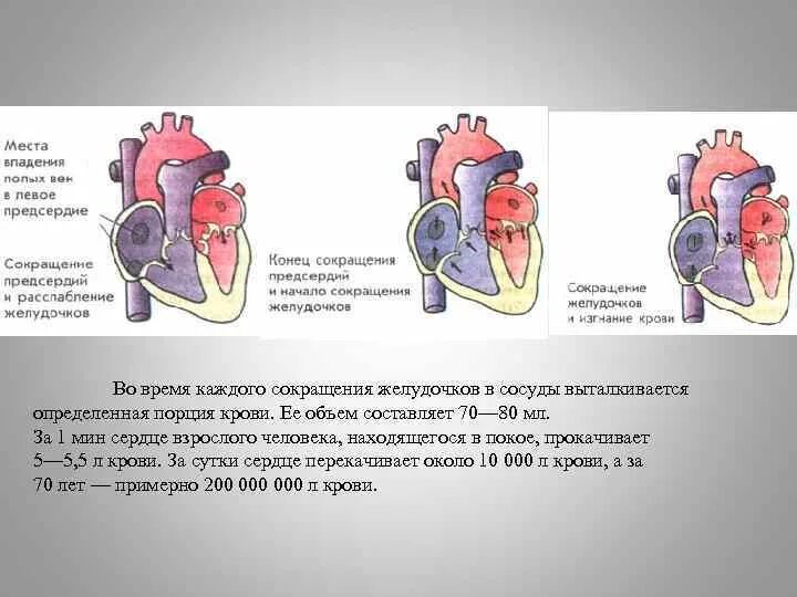 При сокращении желудочков сердца выбрасывает. Кровь выталкивается из сердца желудочками.. объем сердца взрослого человека составляет в мл. кровь из левого желудочка выталкивается. кровь из желудочков выталкивается в артерии.