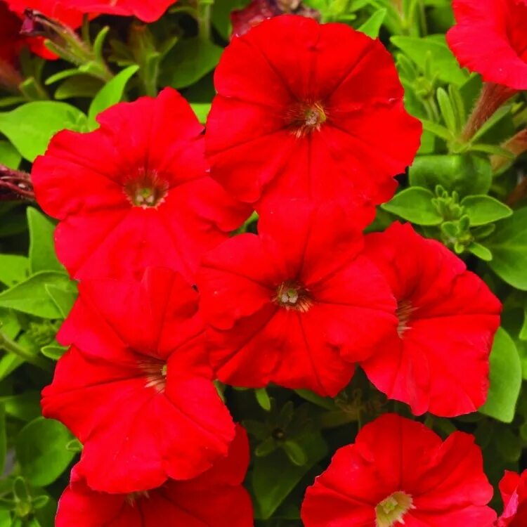 Петуния capella ruby red. Петуния грандифлора дримс ред пикоти. Петуния пикобелла бордюрная. Петуния крупноцветковая ez rider red. Петуния ампельная теа ред.