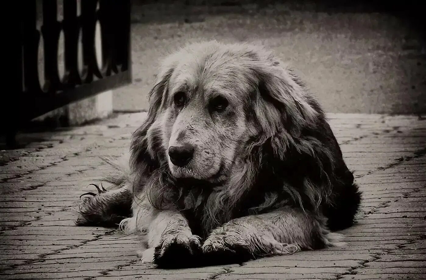 Поставь старый пес. Старый пес. Старая грустная собака. Старая собака картинка. Старый грустный пес.