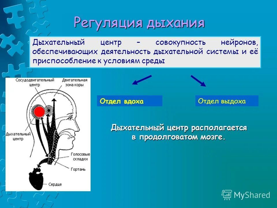 Регуляция движения человека. Регуляция дыхания дыхательный центр дыхательный цикл. механизм выдоха регуляция дыхания. деятельностью дыхательной системы управляет дыхательный центр. регуляция активности центров дыхания.