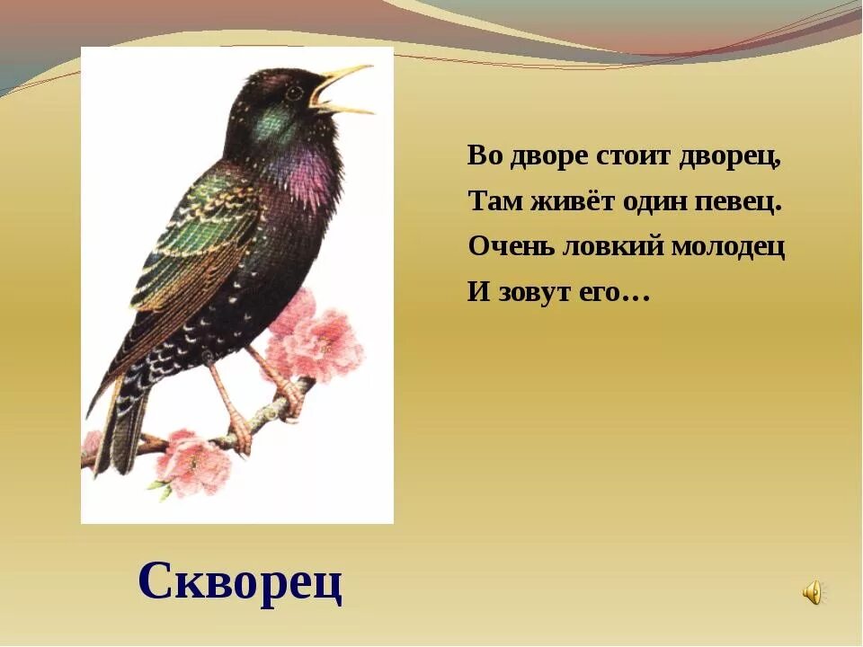 Скворец молодец 2 класс. Птицы 1 класс. Где зимуют птицы 1 класс. Где зимуют птицы 1 класс окружающий мир. Скворец молодец.