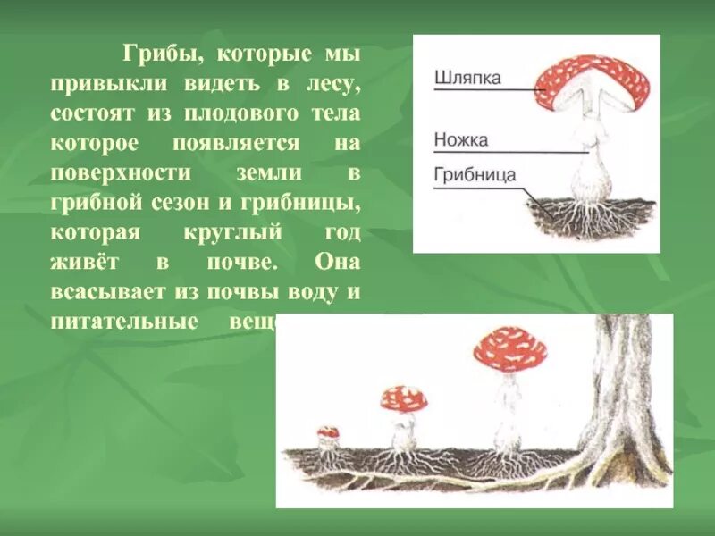 При каких взрывах образуется гриб. Видимая часть гриба в лесу.. устройство грибницы. грибы которые грибницы. видная часть гриба в лесу.