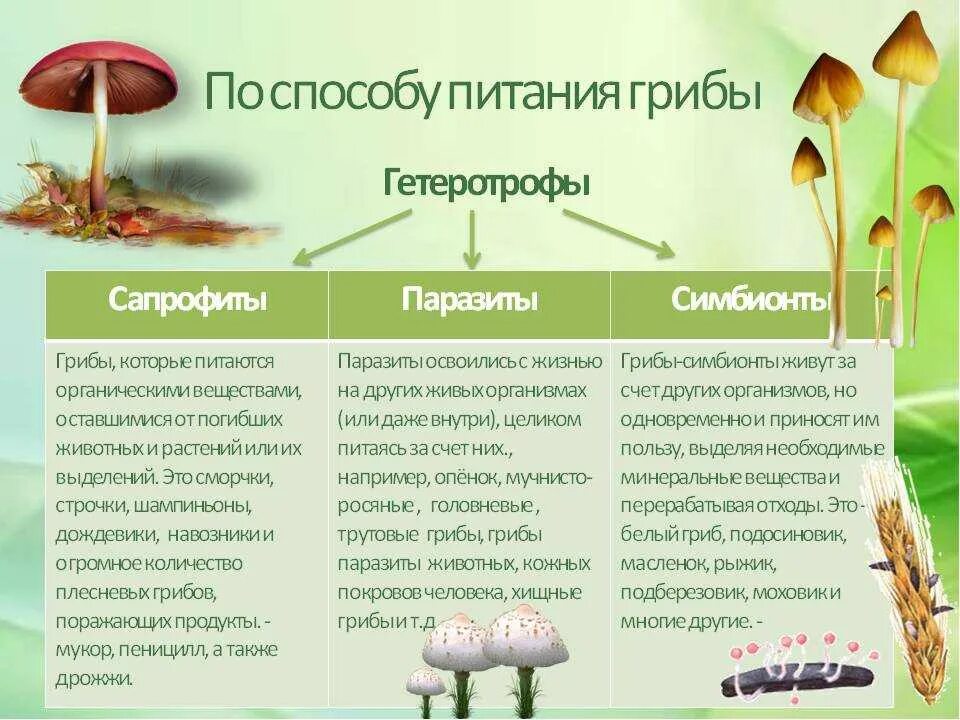 Грибы 7 класс биология кратко. Шляпочные грибы Тип питания. Виды грибов плесневые Шляпочные. Строение шляпочных грибов 7 класс биология. Шляпочные грибы их строение питание размножение.